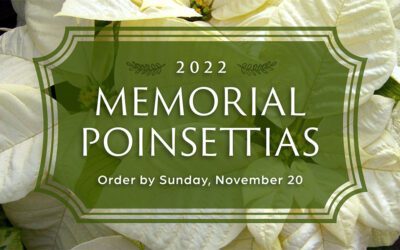 Memorial Poinsettias
